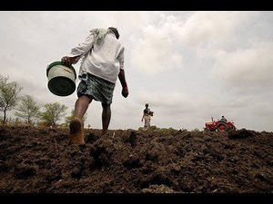 India’s struggling farmers find seeds of hope in heritage crops