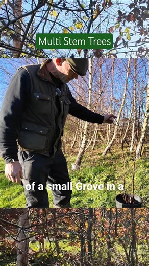 One Tree 🌳 Multiple Trunks — The Multi-Stem Effect. How Multi-Stem Trees Transform a Garden #tree