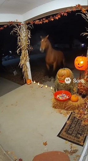 Horse Runs from Halloween Pumpkin Monster 🎃🐎
