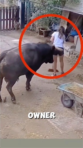 You won't believe how this smart bull surprised the young girl 🐂❤️ #bull