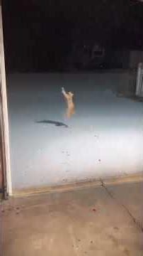 PART 1: You Won't Believe These Cats in the Snow!