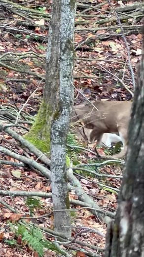 432K views · 2.1K reactions | Check this video out! It was shared to...