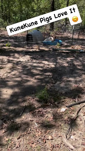 Our kunekune pigs love bath time 🤣 | Keeping It Dutch