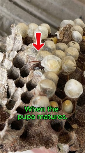 The Moment a Giant Hornet Emerges from Its Cocoon