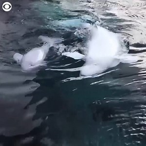 21 reactions · 4 comments | BABY BELUGA: Whisper the beluga whale gave birth to a 174-pound calf, measuring 5 feet 4 inches in length on May 17. The Georgia Aquarium released video of the two and said they are resting and bonding while the staff monitors them 24-7. | CBS 58 | Facebook