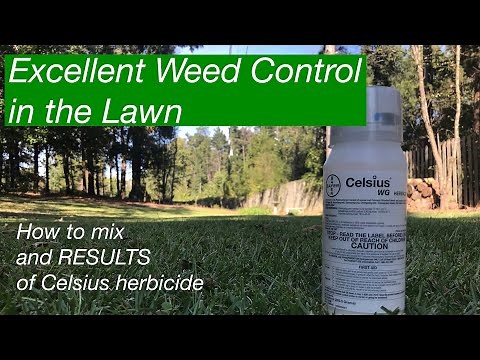 KILL WEEDS in the lawn | How to mix Celsius Herbicide | How to kill Chamberbitter