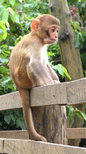 Adorable Baby Monkey Taking a Rest. #curiousmonkeyforest #monkey #animals