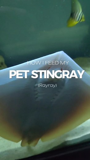 Hand Feeding my Pet Stingray | Marine Aquarium Feeding Compilation