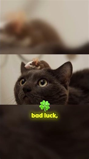 Mind Control! Parasite Forces Mice to Seek Out Cats.