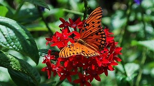 Gardening in Florida: Introduce the kids to the world of cool bugs with caterpillars and metamorphosis