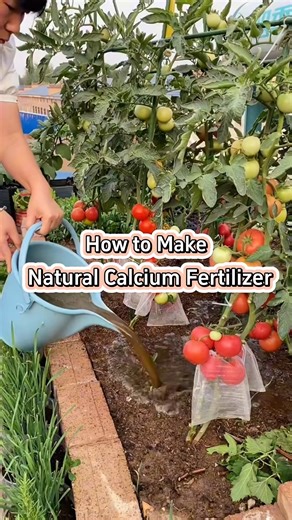 4.8K views · 115 reactions | #farmer #agriculture #gardeningtips #vagetable #agriculturetiktok | Garden Tips | Facebook