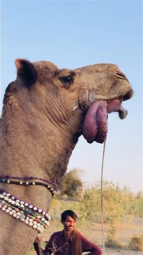 Camel Tongue Sound #shorts