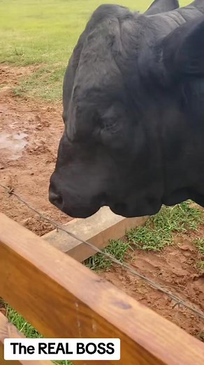 #Farmanimals #bulls #farmlife #WhiskeyRed | vicstang | Facebook