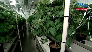 271K views · 1.1K reactions | À VOIR | Saint-Eustache a maintenant une usine de production de cannabis, et nous avons pu la visiter! Tous les détails : https://www.tvanouvelles.ca/2019/02/20/a-voir--saint-eustache-a-maintenant-une-usine-de-cannabis | TVA Nouvelles | Facebook