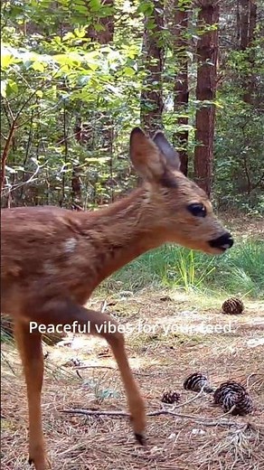 A little peace for your feed 🌱 what animal clip did you like the most? #nature #animals #hedgehog