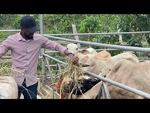 Intensive Livestock Farming In Africa