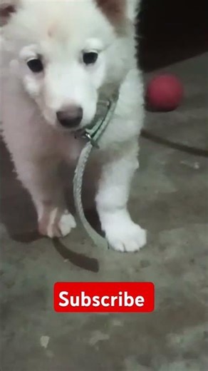 Tommy played with boll #indianspitz Indian Spitz dog