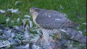 Female bird with feral pigeon prey. UK. The Eurasian sparrowhawk, also known as the northern sparrowhawk or simply the sparrowhawk, is a small bird of prey in the family Accipitridae.