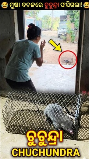 “ମୁଷା ବଦଳରେ ଚୁଚୁନ୍ଦ୍ରା ଫସିଗଲା!😂”#commdey #ytshorts #minivlog #mouse #funny