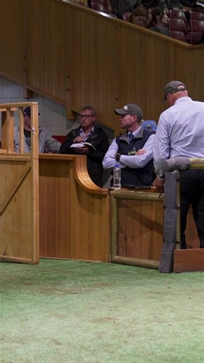 The Lindsay Park Racing stable are no strangers to finding top quality horses in NZ. New Zealand Bloodstock | Racing.com