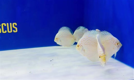 Looking for some adorable small discus? Our Black Friday Sale runs through tomorrow! 3-3.5” discus all 20% off, including these white butterfly 4-4.5” discus all 20% off All albino discus, all sizes 20% off Goldenstatediscus.com | Golden State Discus