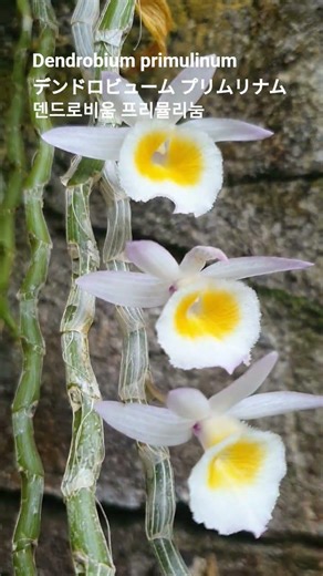 Dendrobium primulinum 꽃말: "화려한 사랑"💕デンドロビューム プリムリナム/ 덴드로비움 프리뮬리엄/Orchid #꽃이름 #花の名前 #flower name