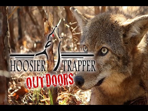 Trapping Coyotes in the Woods S.9 Ep.8