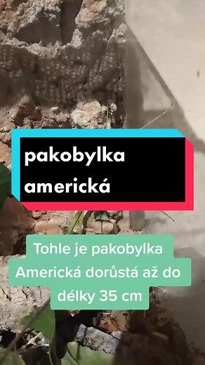 Carausius moroSUS-pakobylka americká. Pa🦗🤩