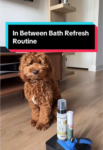 In-Between Bath Refresh Routine for Cockapoos