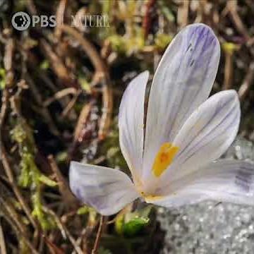 Witness the change from winter to spring in under a minute
