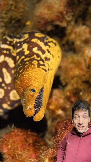 The Fangtooth Moray Eel is TERRIFYING