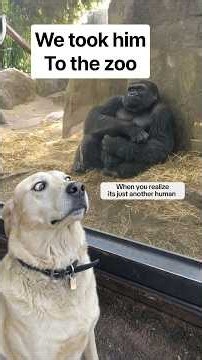 Honestly, my dog handled the zoo better than I expected 😭😂 Part 2 #zoo #Dogs #FunnyDogs #pets