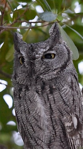 This little Western Screech Owl is half impossible to spot, as he is the size of a Robin and only weighs a few ounces full grown. They have a very diverse diet in Arizona’s Sonoran Desert that includes rodents, scorpions, lizards, and small snakes. I’d like to think he’s the Western Screech Owl who lost his saguaro cactus home the other day in a storm, and he knew our home would be a safe place to make his new home. | Jeremy Johnson Photography