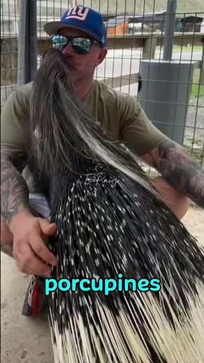 Do Porcupines Shoot Their Quills The Painful Truth 🌵