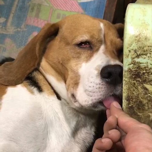 5.3M views · 32K reactions | Tongue Out Tuesday!  | Try Not to Laugh | Facebook