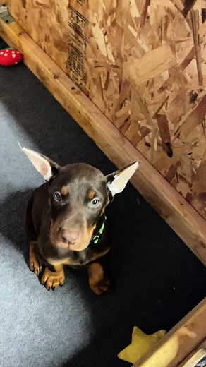 MaximusDobieMom on TikTok