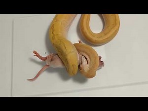 Ball Python eats Live Fuzzy Rat
