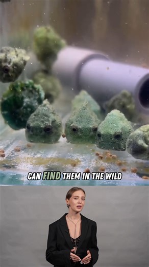 Wow News US | Deep-sea ninjas. Dango fish don’t just sit still for fun—it’s a survival trick. Their motionless bodies make them almost invisible to... | Instagram