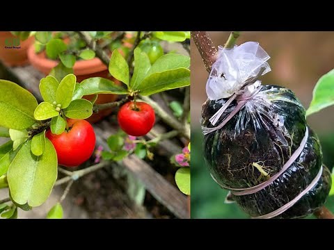 Cherry tree propagation by air layering method (with update)