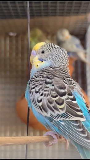 "Cute Budgies Playing Together 🐦💚 | So Adorable!"