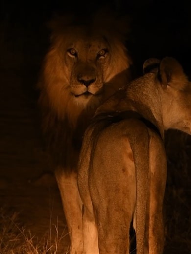 Ánh mắt của nhà vua #lion