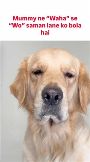 Wo wala saman lane ja rha hu 🥲 (Apple the Golden Retriever)