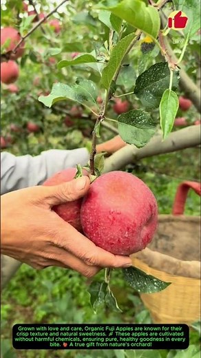 Organic Fuji Apples 🍎 | Naturally Sweet and Fresh#satisfying