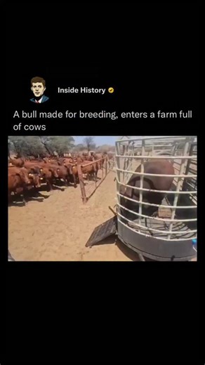 inside history on Instagram: "A breeding bull is a male bovine (cow) that is specifically selected for reproduction purposes. The primary purpose of a breeding bull is to sire offspring, typically for livestock production, such as cattle for meat or milk. Breeding bulls are chosen based on their genetic traits, such as physical conformation, health, temperament, and desirable qualities for their offspring, such as growth rate, disease resistance, and milk production potential. This helps to impr