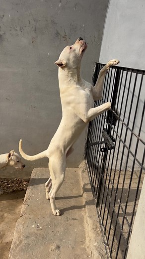 Liger the Dogo on TikTok