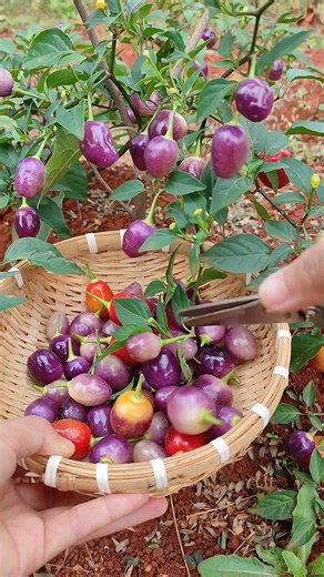 Harvesting Purple Peppers: A Satisfying Garden Routine #shorts