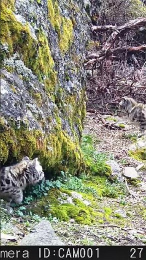 Andean Wild Cat Kitten In The Andes