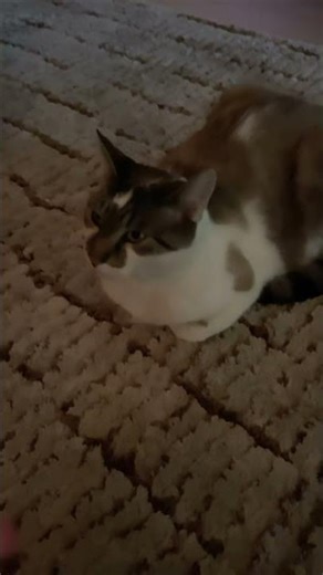 Make bowie go famus #roblox #animation #adoptme