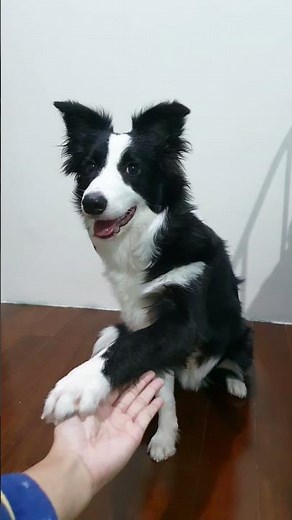 6 months border collie puppy