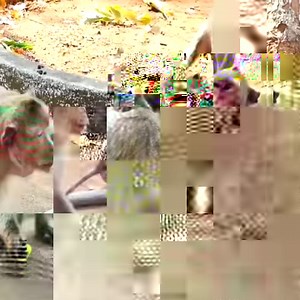 45K views · 1.1K reactions | Heartbreaking Video Baby Monkey Cry So Loudly So Scary Got Bitten And Slap Push To The Ground By King Daddy Vaky | Monkey Daily TV | Facebook